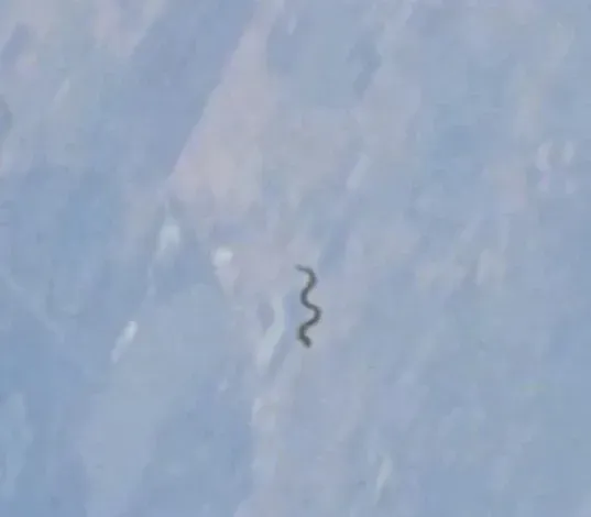 与半人马座相遇