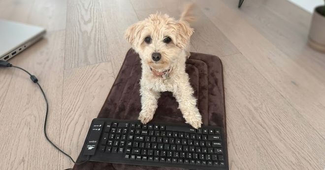 Ai时代，一条狗也能做出游戏了